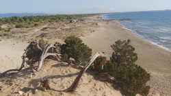Kalogria forest & beach