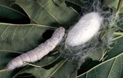 silkworm